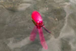 Jucărie pentru câini cu chițăitoare și tentacule foșnitoare, L 37 cm, roz – Dog Comets Alien Octo - imagine 4