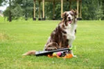 Lansator de mingi pentru câini, cu 2 mingi de tenis, mărimea M, 61 × 18 cm – Dog Comets Comet Launcher - imagine 5
