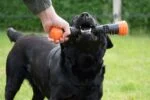 Băț de aport din cauciuc cu piuitoare, L 32 cm, portocaliu – Dog Comets Meteor - imagine 6
