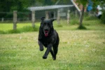 Minge pentru câini cu șnur retractabil, portocalie – Dog Comets Blazar Jet - imagine 5