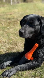 Jucărie de aport cu șnur pentru apă, 23 cm, portocalie – Dog Comets Bobber - imagine 5