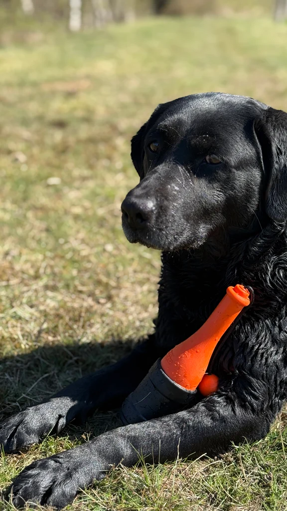Jucărie de aport cu șnur pentru apă, 23 cm, portocalie – Dog Comets Bobber - imagine 5