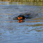 Jucărie de aport cu șnur pentru apă, 23 cm, portocalie – Dog Comets Bobber - imagine 6