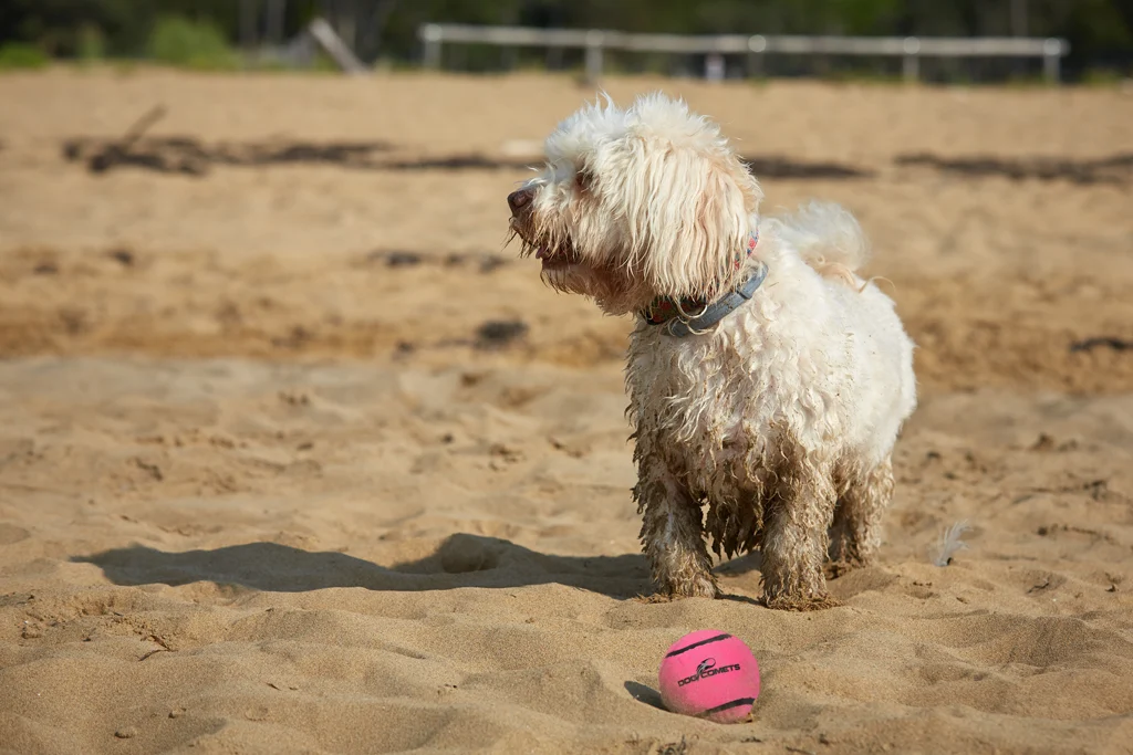 Minge de tenis pentru câini cu piuitor M, Ø 6 cm, roz – Dog Comets Neutron Star - imagine 3