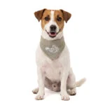 Bandană răcoritoare pentru câini, bej, S, 45 x 20 cm – Coolpets Cooling Bandana