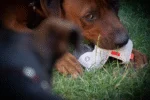 Jucărie de pluș pentru câini din piele de vită, cu chițăitoare cu zgomot redus, gri deschis – Cățeluș Doggy Doodles - imagine 3