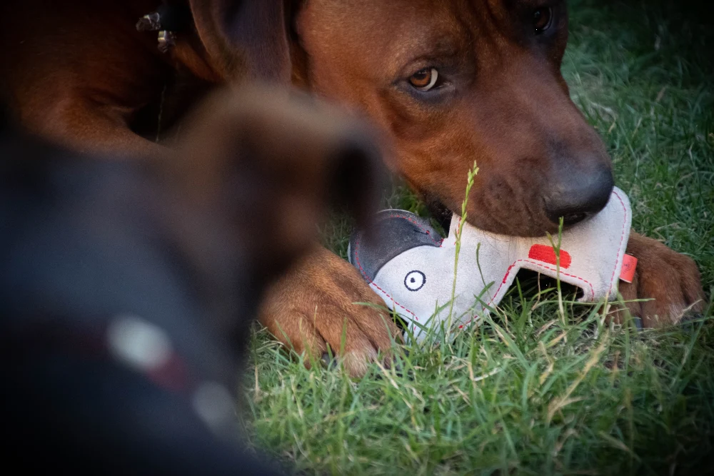 Jucărie de pluș pentru câini din piele de vită, cu chițăitoare cu zgomot redus, gri deschis – Cățeluș Doggy Doodles - imagine 3
