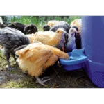 Adăpătoare din plastic pentru găini, 0,5 l