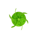 Inserție antiînfulecare pentru bolul câinelui, cu ventuze, verde S, diametru la bază 9,5 cm – Eat Slow Live Longer Gobble Stopper - imagine 2