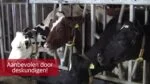 Băutură cu calciu pentru vaci de lapte în perioada fătării – Excellent Calbal Plus - imagine 2