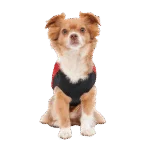 Haină pentru câini cu căptușeală plușată, hidrofugă, M, lungime spate 45 cm, roșu și negru – Goo-eez Mock Neck Signature Wrap Jacket - imagine 5