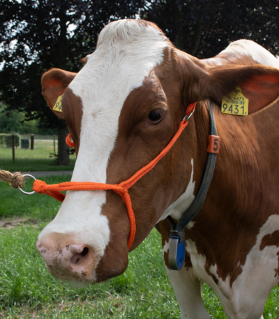 Căpăstru pentru bovine din nailon împletit, reglabil, portocaliu – Excellent