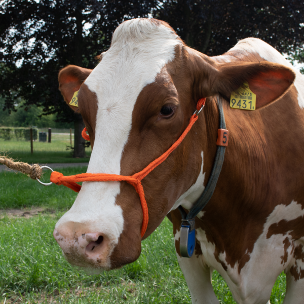 Căpăstru pentru bovine din nailon împletit, reglabil, portocaliu – Excellent