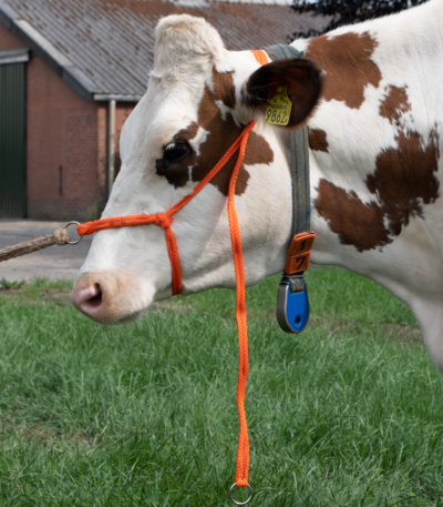 Căpăstru pentru bovine mari din nylon împletit, reglabil, portocaliu – Excellent