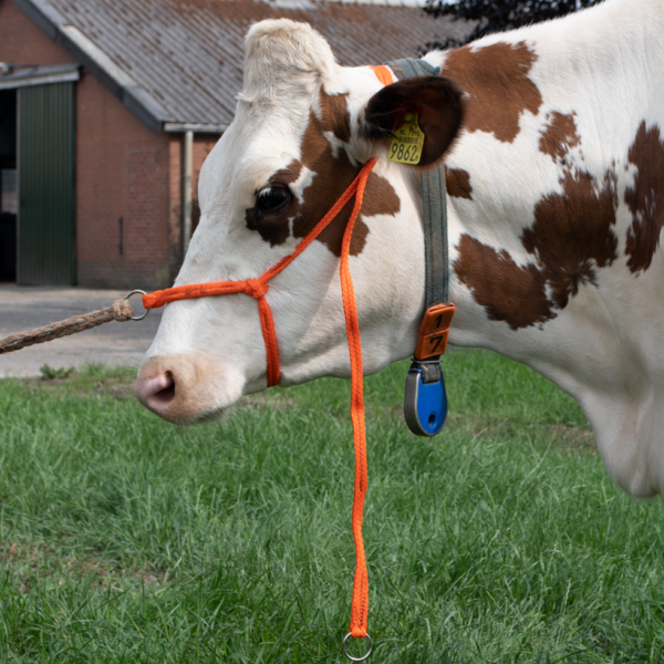 Căpăstru pentru bovine mari din nylon împletit, reglabil, portocaliu – Excellent