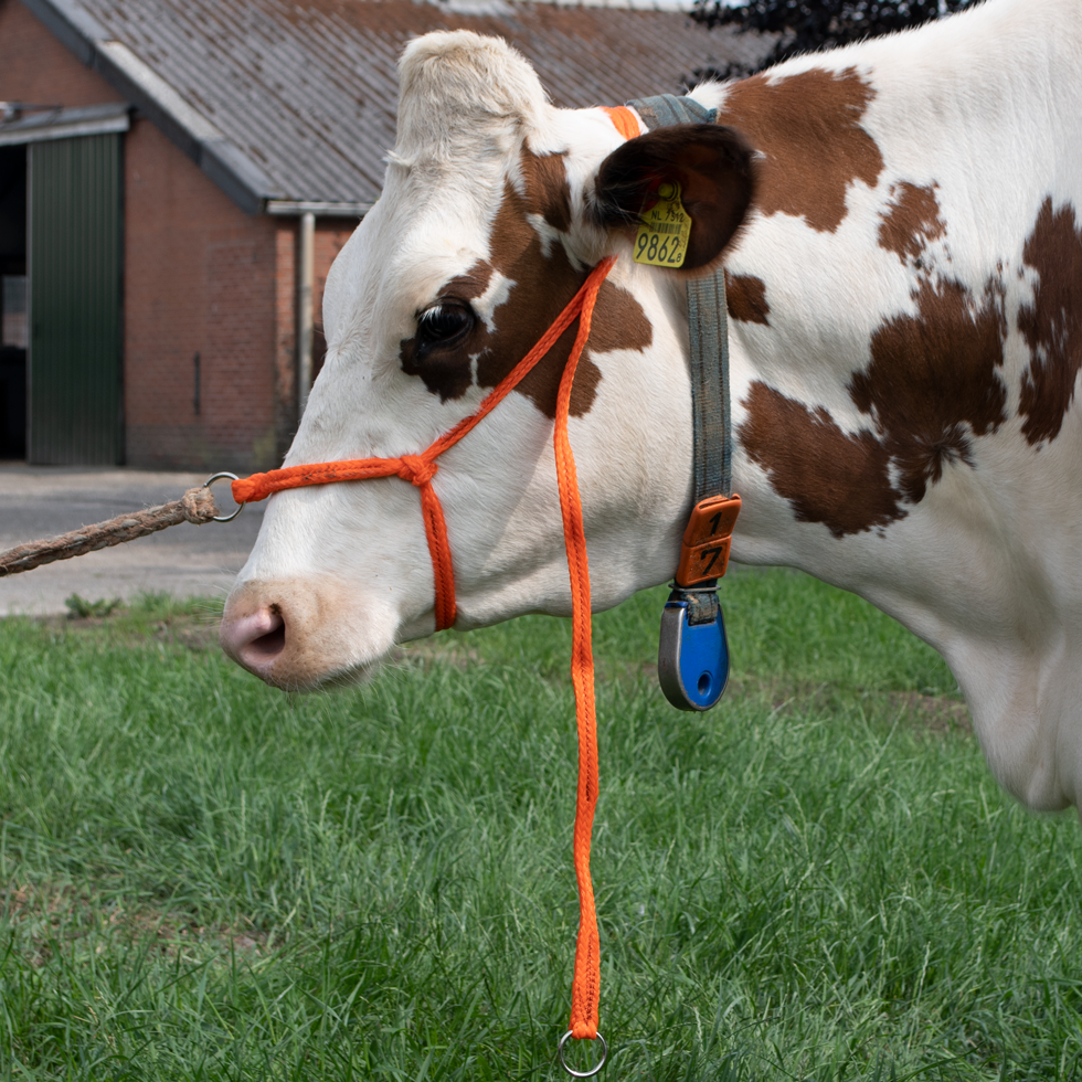 Runderhalster voor Grote Koeien van Gevlochten Nylon, Verstelbaar, Oranje – Excellent Căpăstru pentru bovine mari din nylon împletit, reglabil, portocaliu – Excellent
