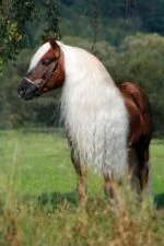 Spray pentru coamă și coadă, cu efect de descurcare, 500 ml – Excellent Horse Hi Gloss Spray - imagine 4
