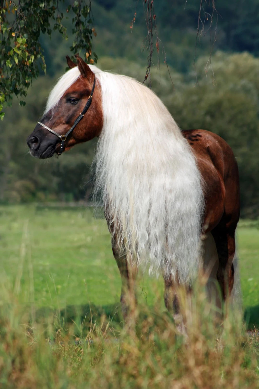 Spray pentru coamă și coadă, cu efect de descurcare, 500 ml – Excellent Horse Hi Gloss Spray - imagine 4