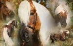 Spray pentru coamă și coadă, cu efect de descurcare, 500 ml – Excellent Horse Hi Gloss Spray - imagine 3