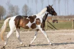 Spray cu sclipici pentru blană, coamă și coadă, 250 ml – Excellent Horse Hi Gloss Glitter Spray Pink - imagine 2