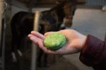 Șampon solid pentru cai cu balsam, Aloe Vera, 60 g – Excellent Horse Hi Gloss Shampoo Bar - imagine 3