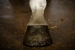 Lac auriu cu sclipici pentru copite, 150 ml – Excellent Horse Hi Gloss Glitter Hoof Polish - imagine 2