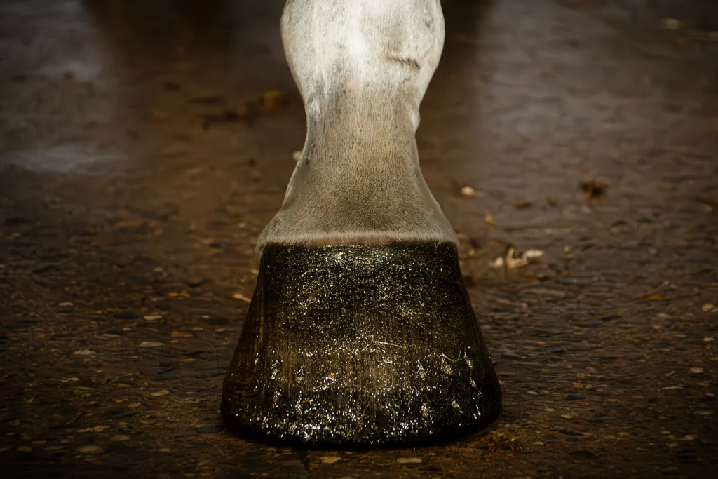 Lac auriu cu sclipici pentru copite, 150 ml – Excellent Horse Hi Gloss Glitter Hoof Polish - imagine 2