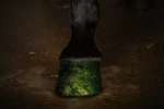 Lac cu sclipici verde pentru copite, 150 ml – Excellent Horse Hi Gloss Glitter Hoof Polish - imagine 2