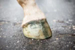 Lac cu sclipici verde pentru copite, 150 ml – Excellent Horse Hi Gloss Glitter Hoof Polish - imagine 3