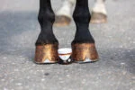 Lac cu sclipici pentru copite, portocaliu, 150 ml – Excellent Horse Hi Gloss Glitter Hoof Polish - imagine 2