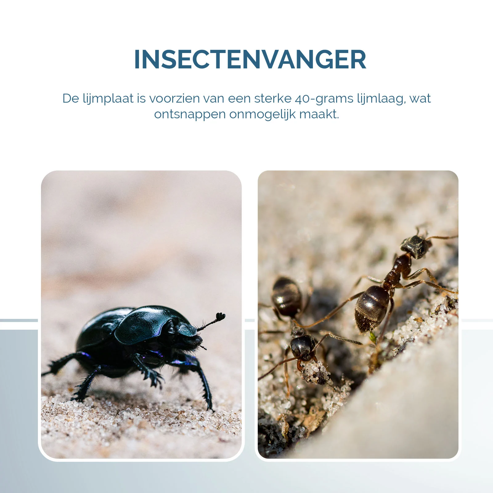 Placă adezivă pentru insecte tip carte, neagră, 22 x 17 cm – Hofman Pest Control - imagine 5