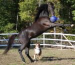 Minge pentru cai, roșie, cu autoumflare, 20 cm – Jolly Pets Jolly Ball Dual - imagine 3