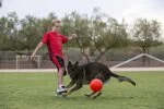 Minge pentru aport pentru câini, portocalie, 15 cm – Jolly Pets Jolly Soccer Ball - imagine 2