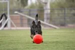 Minge pentru aport pentru câini, portocalie, 15 cm – Jolly Pets Jolly Soccer Ball - imagine 3