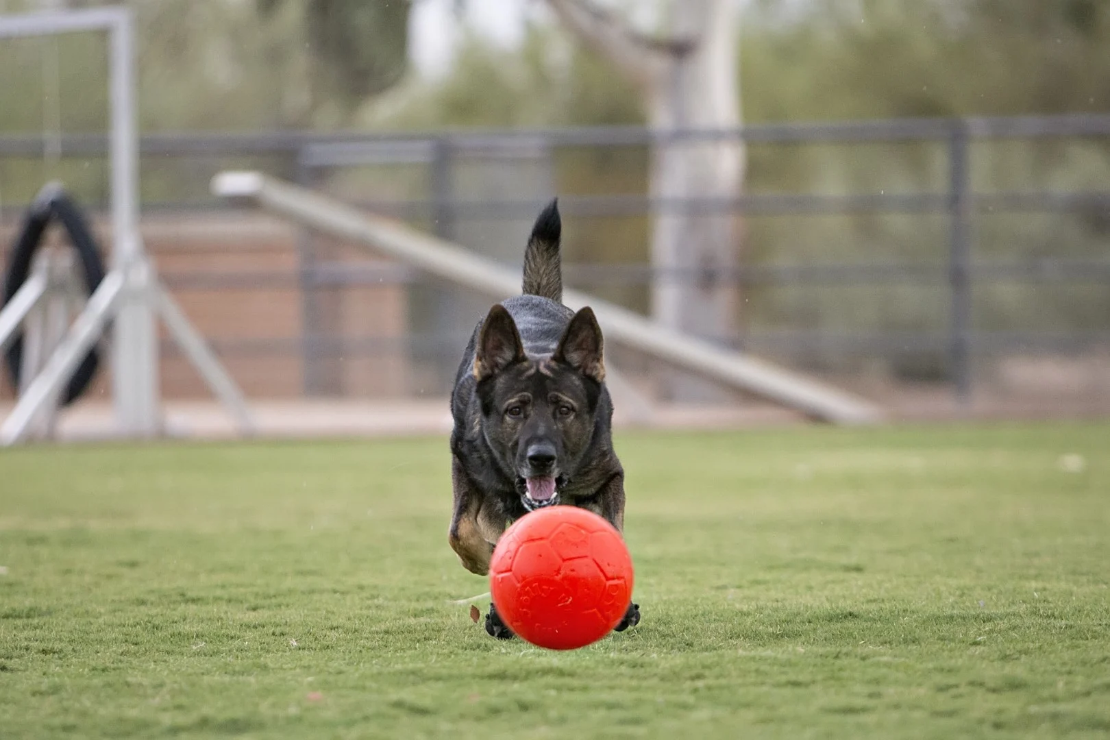 Minge pentru aport pentru câini, portocalie, 15 cm – Jolly Pets Jolly Soccer Ball - imagine 3