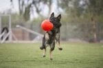 Minge pentru aport pentru câini, portocalie, 15 cm – Jolly Pets Jolly Soccer Ball - imagine 5