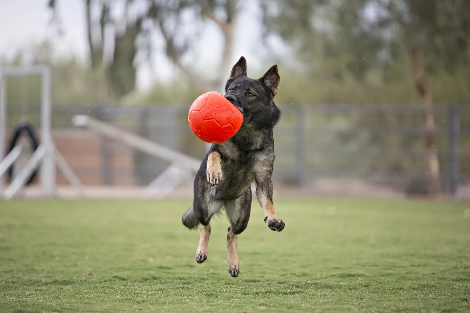 Minge pentru aport pentru câini, portocalie, 15 cm – Jolly Pets Jolly Soccer Ball - imagine 5