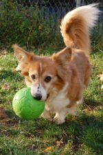 Minge pentru aport pentru câini, verde, 15 cm – Jolly Pets Jolly Soccer Ball - imagine 4