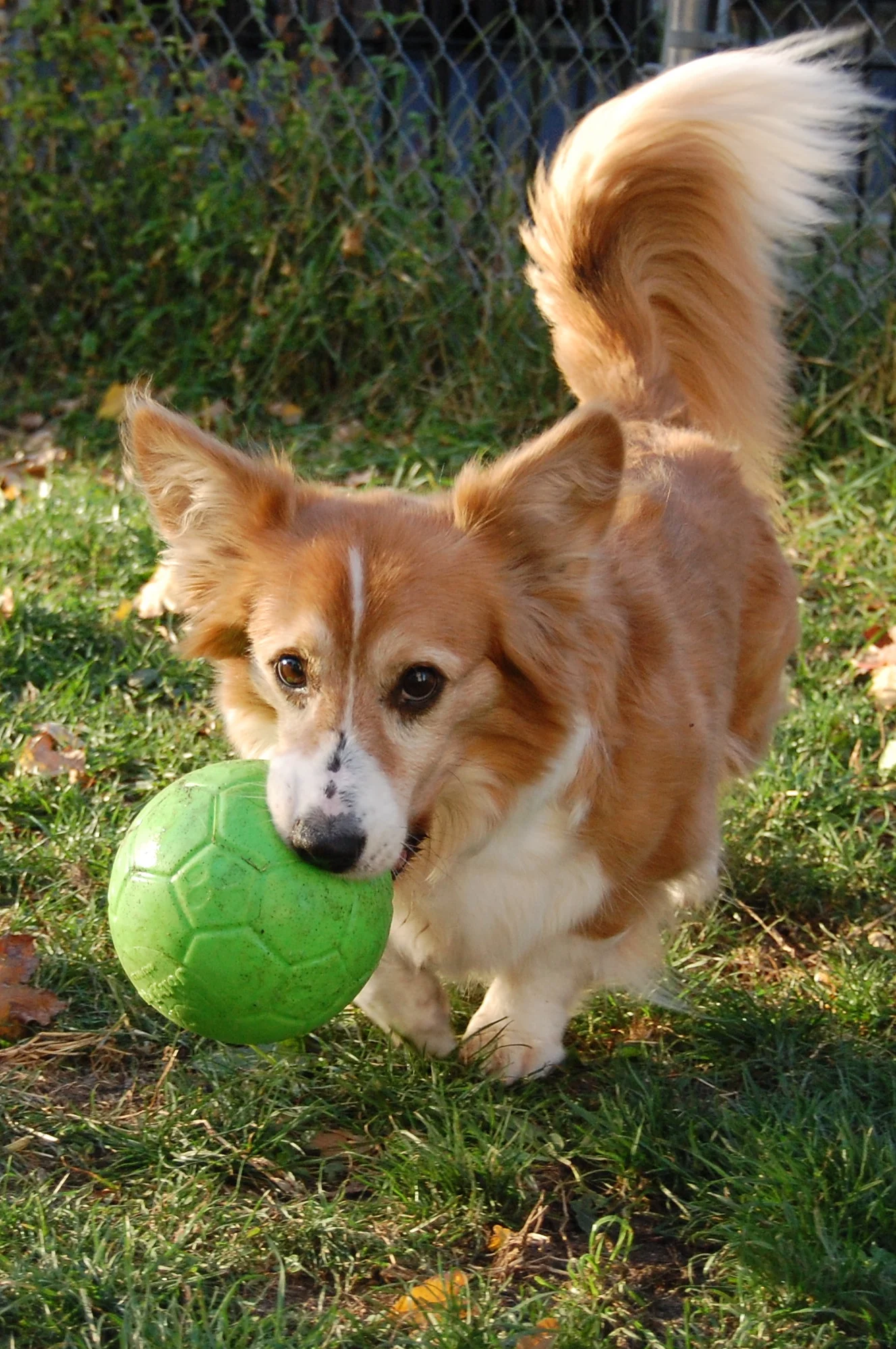 Minge pentru aport pentru câini, verde, 15 cm – Jolly Pets Jolly Soccer Ball - imagine 4