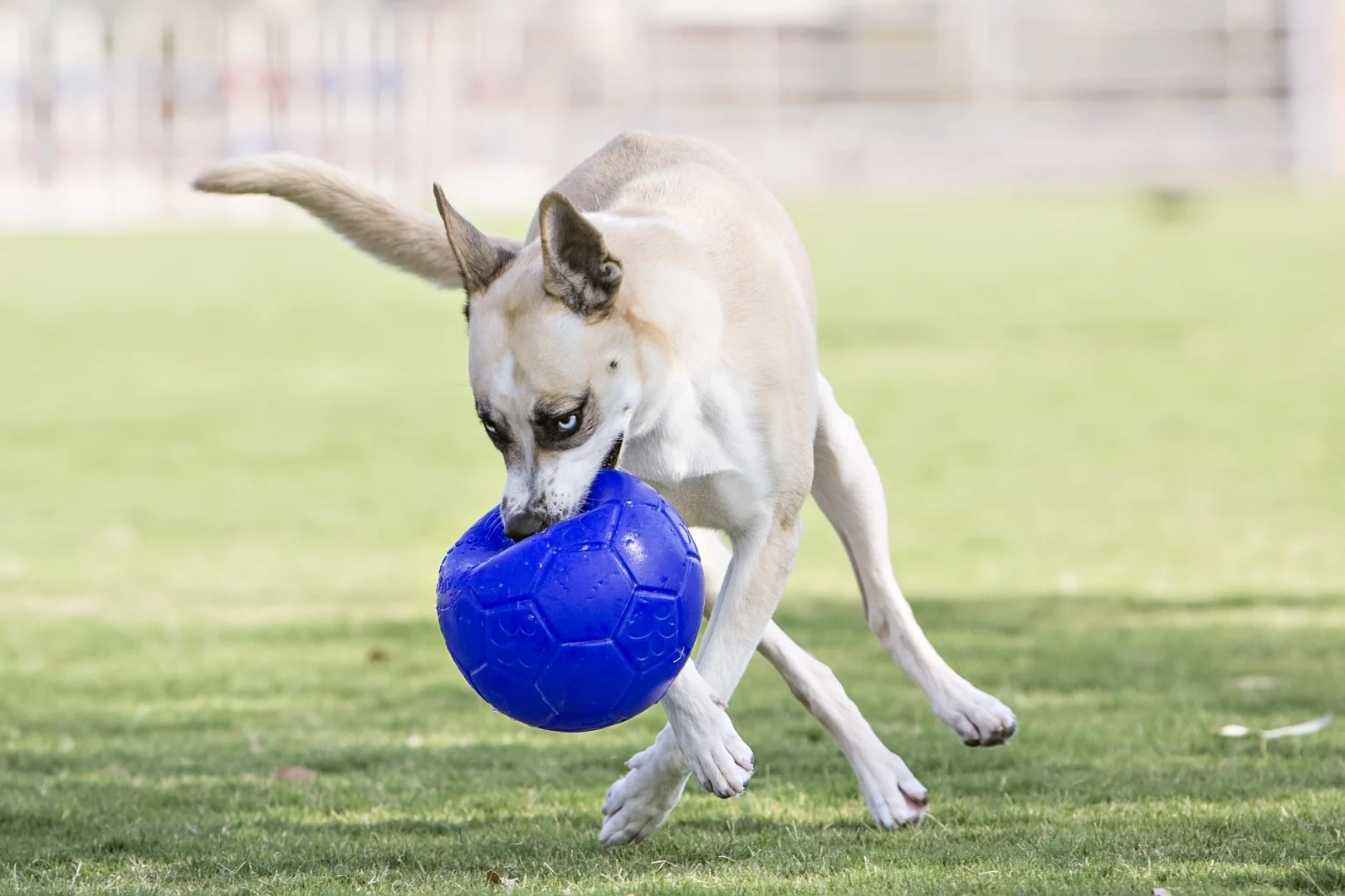 Minge pentru aport, bleu, 15 cm – Jolly Pets Jolly Soccer Ball - imagine 4