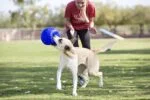 Minge pentru aport, bleu, 15 cm – Jolly Pets Jolly Soccer Ball - imagine 5