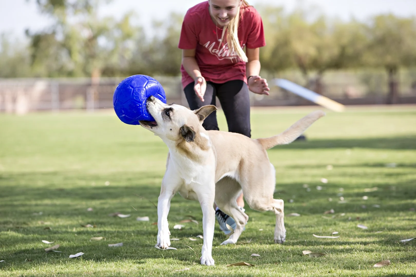 Minge pentru aport, bleu, 15 cm – Jolly Pets Jolly Soccer Ball - imagine 5