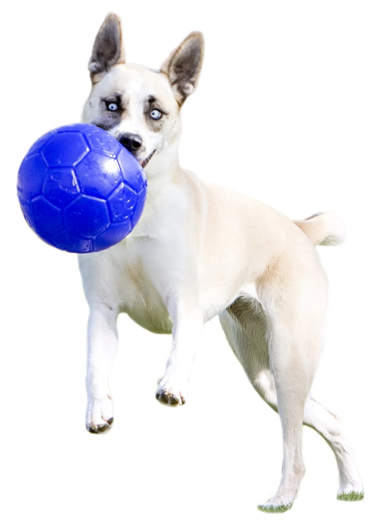 Minge pentru aport, bleu, 15 cm – Jolly Pets Jolly Soccer Ball - imagine 6