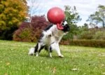 Minge plutitoare pentru câini, mov deschis XL (25 cm) – Jolly Pets Tug-n-Toss - imagine 4