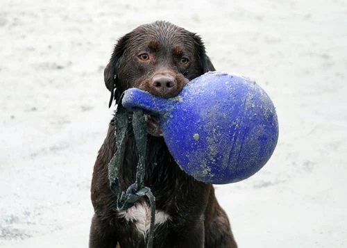Minge plutitoare pentru câini, mov deschis XL (25 cm) – Jolly Pets Tug-n-Toss - imagine 6