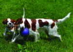 Minge pentru câini cu frânghie, plutitoare, albastră S (10 cm) – Jolly Pets Romp-n-Roll - imagine 4