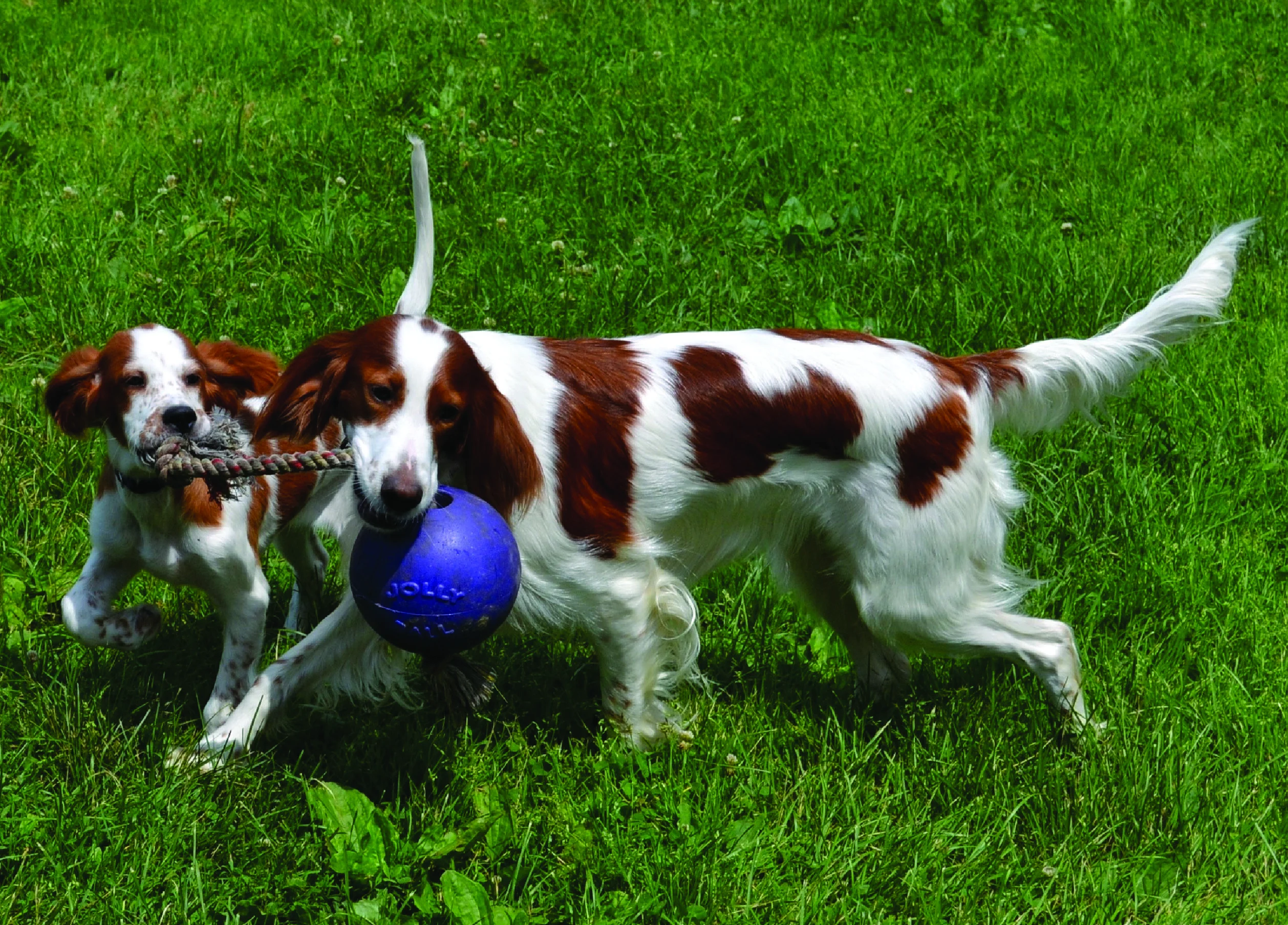 Minge pentru câini cu frânghie, plutitoare, albastră S (10 cm) – Jolly Pets Romp-n-Roll - imagine 4