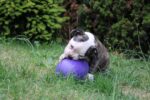 Ou de joacă pentru câini, din plastic, mov, 20 cm – Jolly Pets Egg - imagine 3