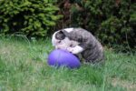 Ou de joacă pentru câini, din plastic, mov, 20 cm – Jolly Pets Egg - imagine 4