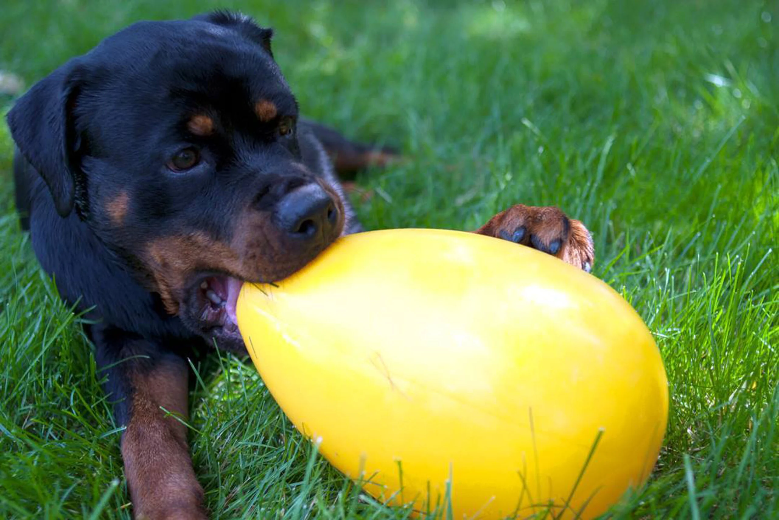 Ou de joacă pentru câini, din plastic, mov, 20 cm – Jolly Pets Egg - imagine 2